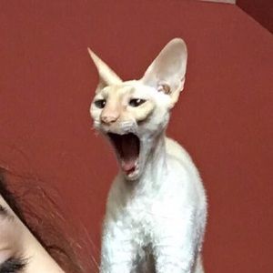 Meet your Posher, Yasmeen